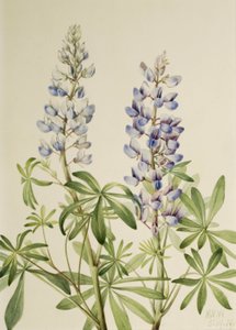 Sun Dial Lupin Perenn Lupin, 1919. av Mary Vaux Walcott