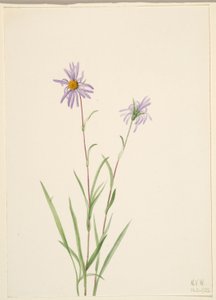Träskaster (Aster paludosus) av Mary Vaux Walcott