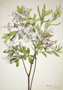 Träskazalea (Azalea viscosa) av Mary Vaux Walcott