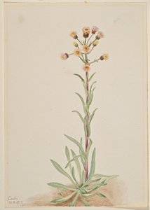 Hög flädervänderot (Erigeron acris) av Mary Vaux Walcott