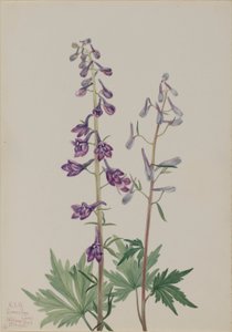 Hög lärkspirea (Delphinium elongatum) av Mary Vaux Walcott