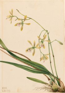 Tampa Epidendrum (Epidendrum tampense) av Mary Vaux Walcott
