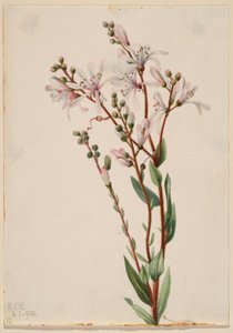 Tjärblomster (Befaria racemosa) av Mary Vaux Walcott