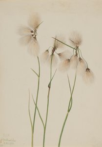 Tofs bomullsgräs Eriophorum angustifolium, 1920. av Mary Vaux Walcott