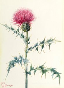 Tistel (Cirsium arizonica) av Mary Vaux Walcott