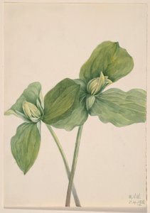 Trillium med larv (Trillium sessile) av Mary Vaux Walcott