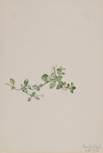 Efterföljande Houstonia (Houstonia procumbens) av Mary Vaux Walcott