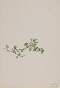 Efterföljande Houstonia Houstonia procumbens, 1918. av Mary Vaux Walcott