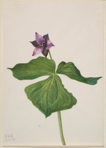 Trillium erectum av Mary Vaux Walcott