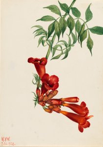 Trumpetkryp (Bignonia radicans) av Mary Vaux Walcott