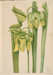 Trumpetblad (Sarracenia flava) av Mary Vaux Walcott