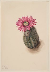 Kalkonhuvudkaktus (Echinocerus perbellus) av Mary Vaux Walcott