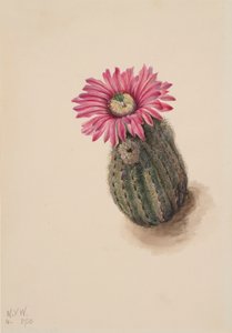 Turkiets huvudkaktus Echinocereus perbellus, 1930. av Mary Vaux Walcott