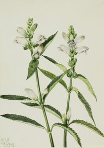 Sköldpaddshuvud (Chelone glabra) av Mary Vaux Walcott