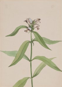 Sköldpaddshuvud (Chelone glabra) av Mary Vaux Walcott