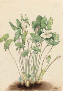 Tvåblad (Jeffersonia diphylla) av Mary Vaux Walcott