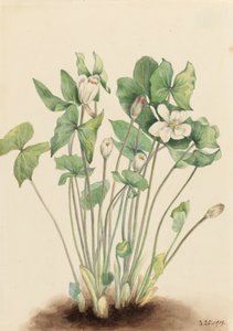 Twinleaf Jeffersonia diphylla, 1919. av Mary Vaux Walcott