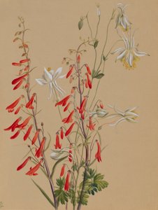 Utan titel--Blomststudie av Mary Vaux Walcott