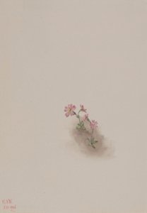 Utan titel--Blomststudie av Mary Vaux Walcott