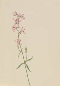 Utan titel--Blomststudie av Mary Vaux Walcott