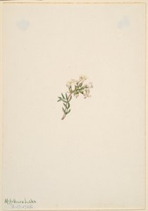 Utan titel--Blomststudie av Mary Vaux Walcott