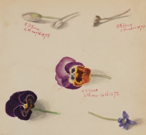 Untitled--Flower Study, 1873. av Mary Vaux Walcott