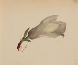 Untitled--Flower Study, 1876. av Mary Vaux Walcott