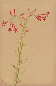 Untitled--Flower Study, 1883. av Mary Vaux Walcott