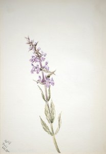 Untitled--Flower Study, 1900. av Mary Vaux Walcott