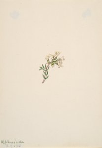 Untitled--Flower Study, 1905. av Mary Vaux Walcott