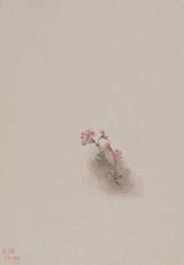 Untitled--Flower Study, 1936. av Mary Vaux Walcott