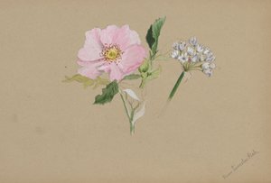 Untitled--Flower Study, ca. 1876-1878. av Mary Vaux Walcott