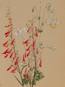 Untitled--Flower Study, ca. 1883-1900. av Mary Vaux Walcott