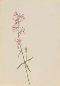 Untitled--Flower Study, ca. 1900-1930. av Mary Vaux Walcott