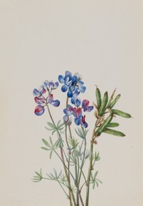 Untitled--Flower Study, ca. 1900-1930. av Mary Vaux Walcott