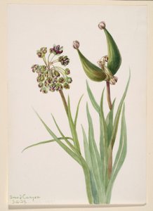 Utan titel - växtstudie av Mary Vaux Walcott