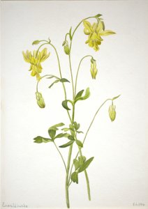 Utan titel - växtstudie av Mary Vaux Walcott