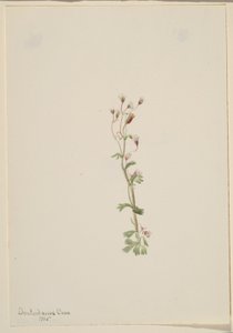 Utan titel - växtstudie av Mary Vaux Walcott
