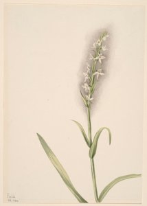 Utan titel - växtstudie av Mary Vaux Walcott