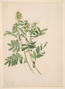 Utan titel - växtstudie av Mary Vaux Walcott