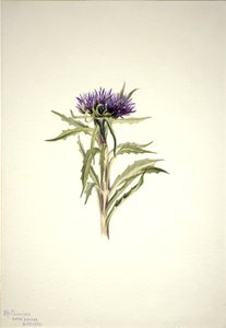 Untitled--Plant Study, 1904. av Mary Vaux Walcott