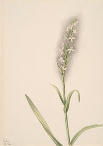 Untitled--Plant Study, 1904. av Mary Vaux Walcott