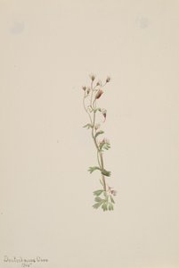 Untitled--Plant Study, 1905. av Mary Vaux Walcott