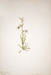 Untitled--Plant Study, 1917. av Mary Vaux Walcott