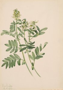 Untitled--Plant Study, 1919. av Mary Vaux Walcott