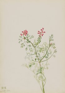 Untitled--Plant Study, 1922. av Mary Vaux Walcott