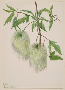 Untitled--Plant Study, 1939. av Mary Vaux Walcott