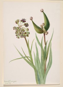 Untitled--Plant Study, 1939. av Mary Vaux Walcott
