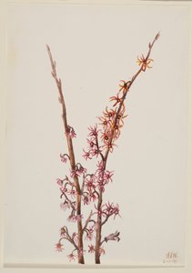 Untitled--Plant Study, 1939. av Mary Vaux Walcott