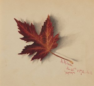 Utan titel (Höstlöv) av Mary Vaux Walcott